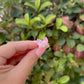Lina Fox Ring
