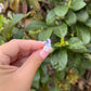 Stella Bunny Ring