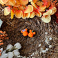 Teeny Pumpkin Mouse MIX Earrings