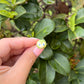 Olu Turtle Ring
